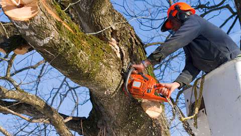 Timbers Tree Service Inc